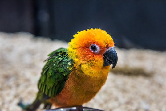 Sun fancy conure colorful parrot eating from bowl