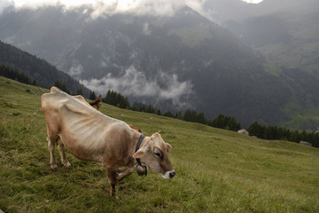 Fototapeta na wymiar Italian Alps,cow at pasture.