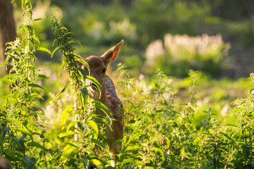 Fototapeta premium young fallow dear looking from behind the grass