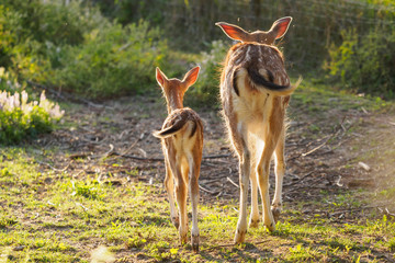 young fallow dear with mum funny rear view