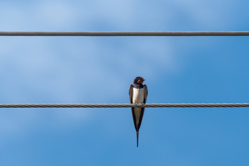 swallow on the wire