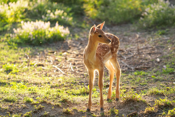 young fallow dear looking for the mum