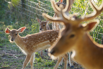 young fallow dear in the middle of the herd