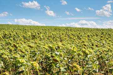 sunflower's field with blue sky and clouds on horizont