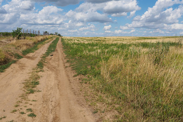 Fototapeta na wymiar dusty road between fields and vineyard