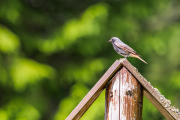 young robin on the wooden edge