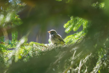robin's baby sitting in the nest on branch of conifer