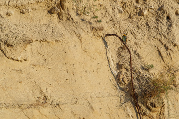 bee-eater sitting on the sand hillside