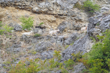 Obraz premium goats on a high cliff