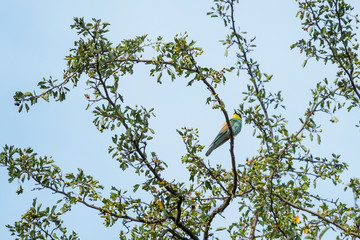 bee-eater sitting on the tree