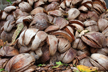 coconut shell
