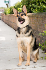 German Shepherd Dog Sitting