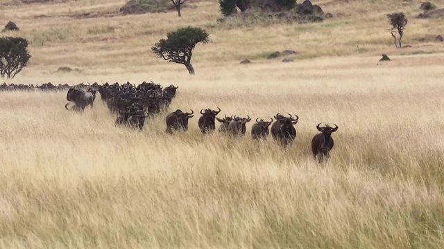 Wildebeest traversing the Masai Mara during the great migration. This is an annual event where millions of animals cross from Tanzania to Kenya to graze. 