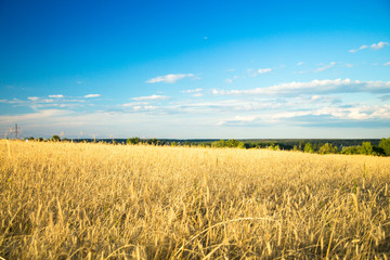 Agricultural background with ripe spikelets of rye and blue sky.