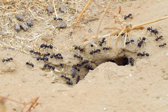 Ants