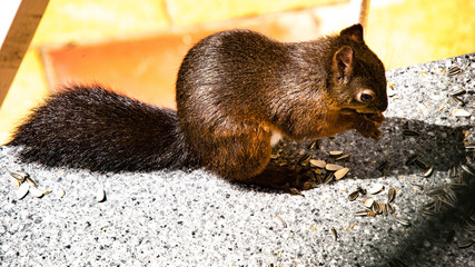 Eichhörnchen beim Fressen von Nüssen