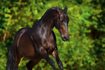 Obraz premium Bay stallion portrait with braided mane in motion against green background
