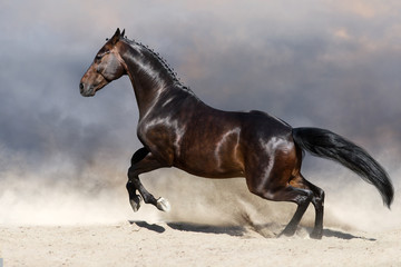 Bay horse in motion in desert dust