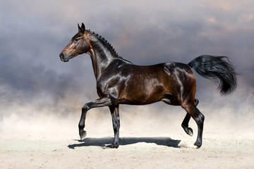 Fototapeta na wymiar Beautiful horse trotting in sandy field