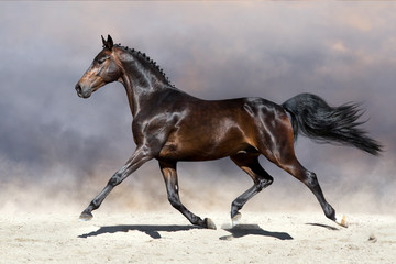 Beautiful horse trotting in sandy field