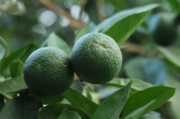 Green mandarin fruit on branches surrounded by foliage