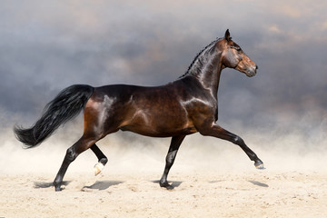 Obraz na płótnie Canvas Beautiful horse trotting in sandy field