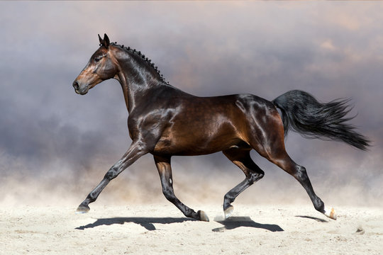 Fototapeta Beautiful horse trotting in sandy field