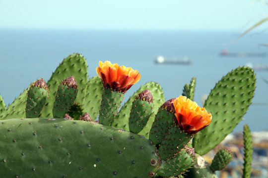  Flowering cactus on the coast of Barcelona