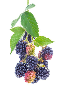 Bunch of ripe blackberries with leaves on branch. Isolated on white.