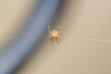 Kleine Spinne im Netz