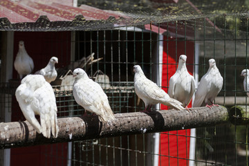 palomar con palomas blancas