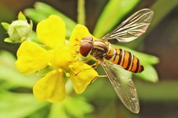 Fly