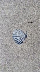 Muschel Lignano Italien