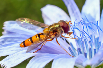 Fly