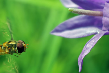 Fly