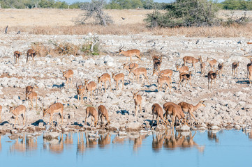 Fototapeta na wymiar Herd of impalas (Aepyceros melampus) drinking water at a waterhole
