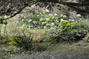 sous-bois fleuri en Normandie, France