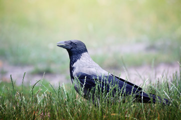 Big Hooded Crow, Corvus cornix, walking through the green grassin the summer park