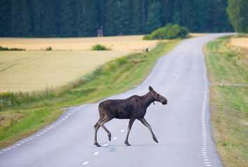 Moose crossing country road
