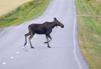 Moose crossing country road