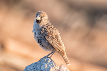 Sociable weaver, Philetairus socius, on a rock