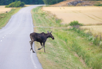 Fototapeta na wymiar Moose crossing a road