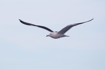 Lesser black-backed gull