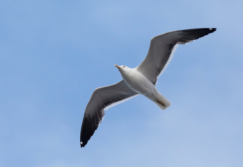 Lesser black-backed gull