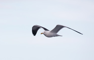 Lesser black-backed gull