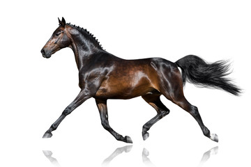 Beautiful bay stallion trotting  isolated on white background - obrazy, fototapety, plakaty