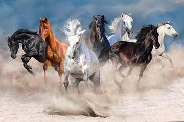 Troupeau de chevaux dans une tempête de poussière du désert