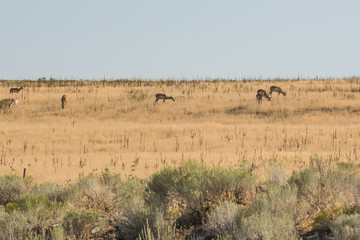 Fototapeta na wymiar Antelope herd grazing in grasslands on island near Great Salt Lake in Utah, USA.