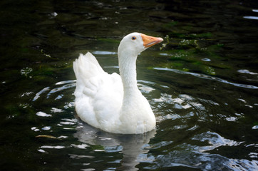 Big white domestic goose on a green grass in the lake water