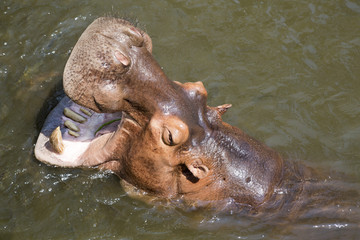 Fototapeta premium Hippo